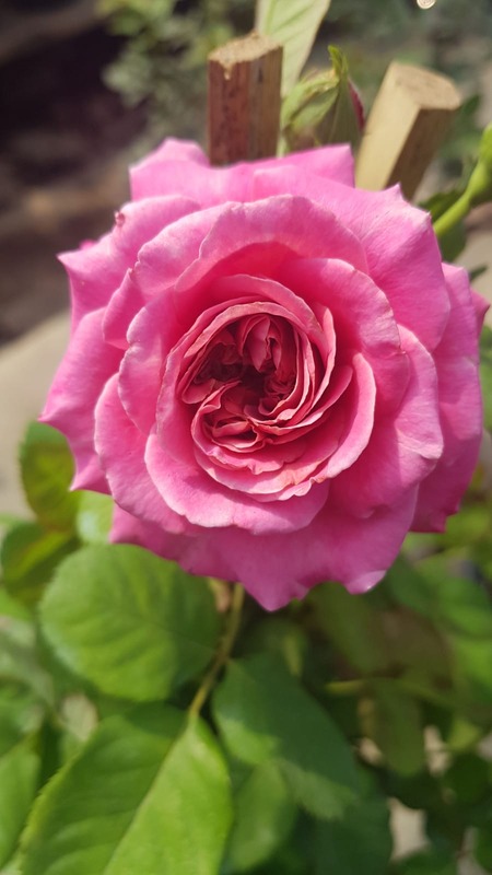 'Agnès Schilliger ®' rose photo