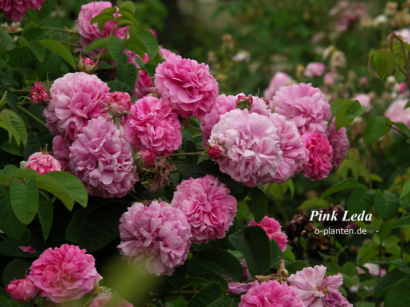 'Pink Léda' rose, click to enlarge 'Pink Léda' rose photo