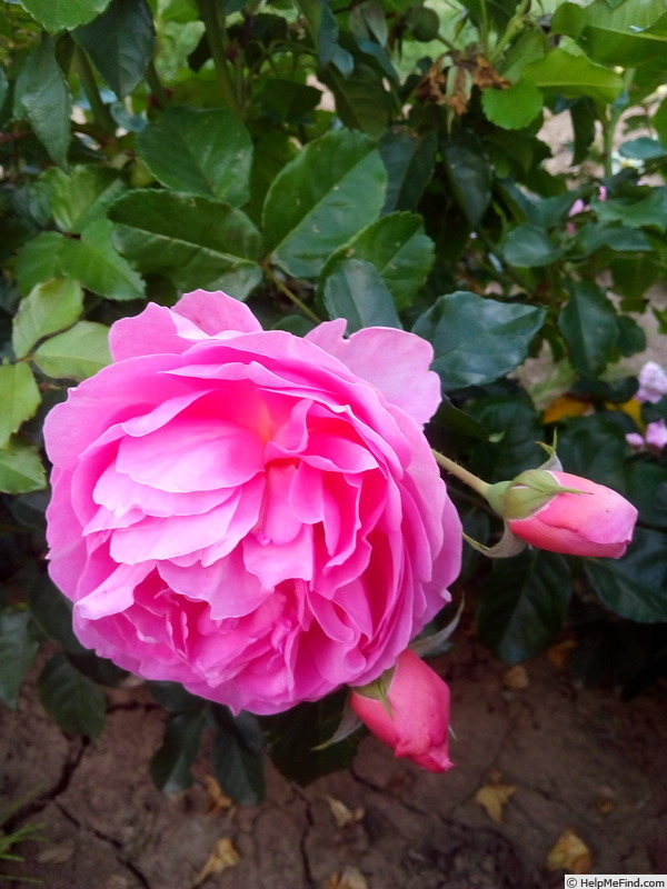 'Persische Sonne 3' rose photo