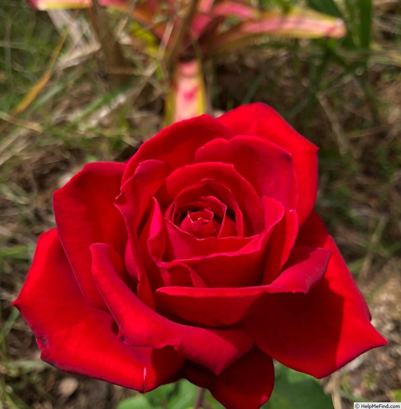 'Sweet Spirit' rose photo