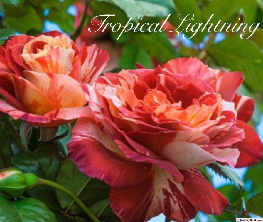 'Tropical Lightning' rose photo