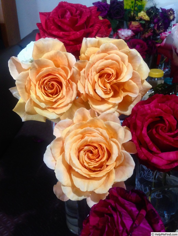 'Solero ® (florists rose, Kordes, 2005)' rose photo