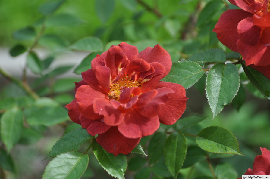 'Beautiful Anne' rose photo
