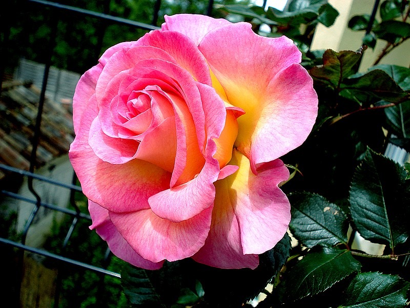 'Pink Paradise (hybrid tea, Delbard, 2004/11)' rose, click to enlarge 'Pink Paradise (hybrid tea, Delbard, 2004/11)' rose photo