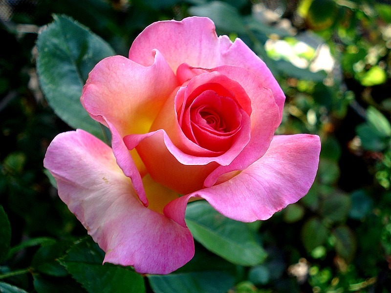 'Pink Paradise (hybrid tea, Delbard, 2004/11)' rose photo