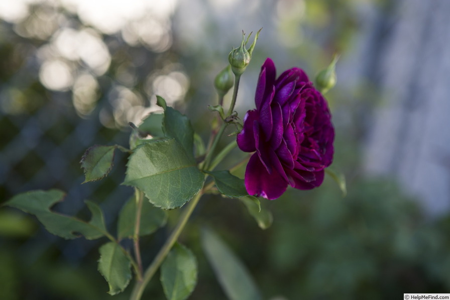 'Ebb Tide ™ (floribunda, Carruth 2001)' rose, click to enlarge 'Ebb Tide ™ (floribunda, Carruth 2001)' rose photo