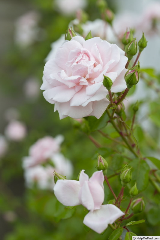 'New Dawn (large flowered climber, Dreer 1930)' rose photo