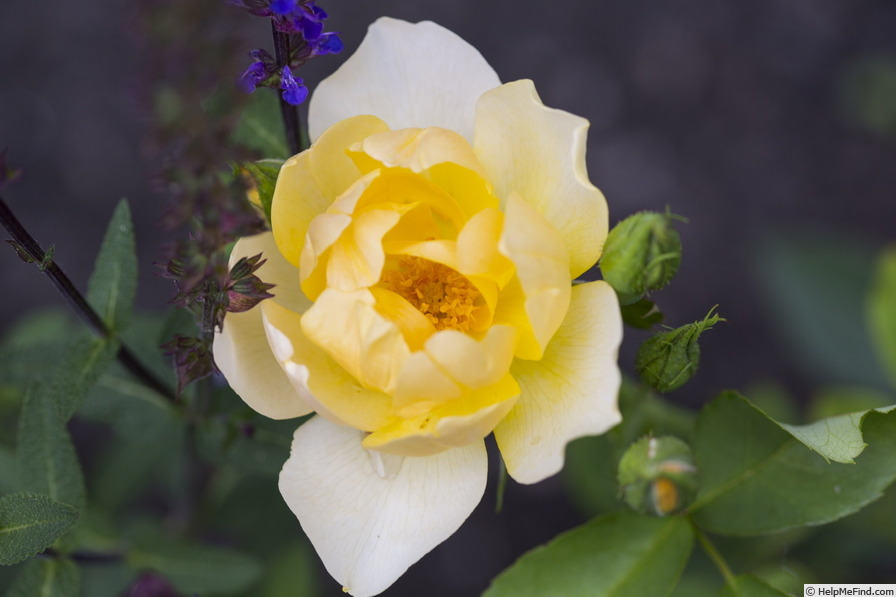 'Buttercup ' Rose Photo