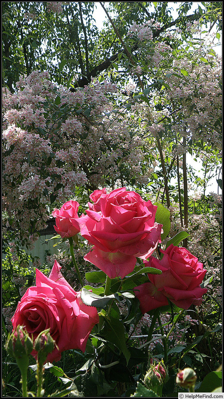 'Topaz ® (florists rose, Tantau, 2000/07)' rose photo