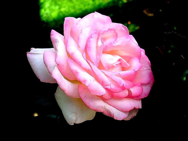'Perception ®' rose photo