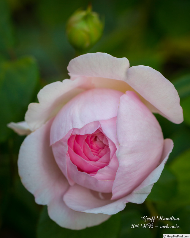 'Geoff Hamilton' rose photo