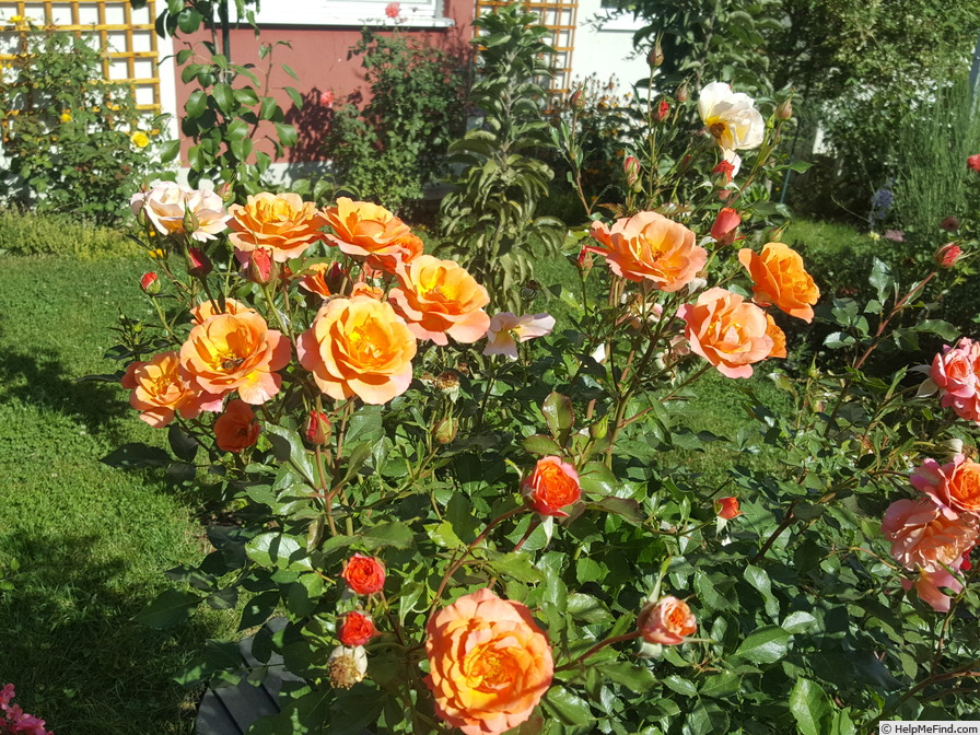 'Lambada ® (shrub, Kordes, 2002)' rose photo