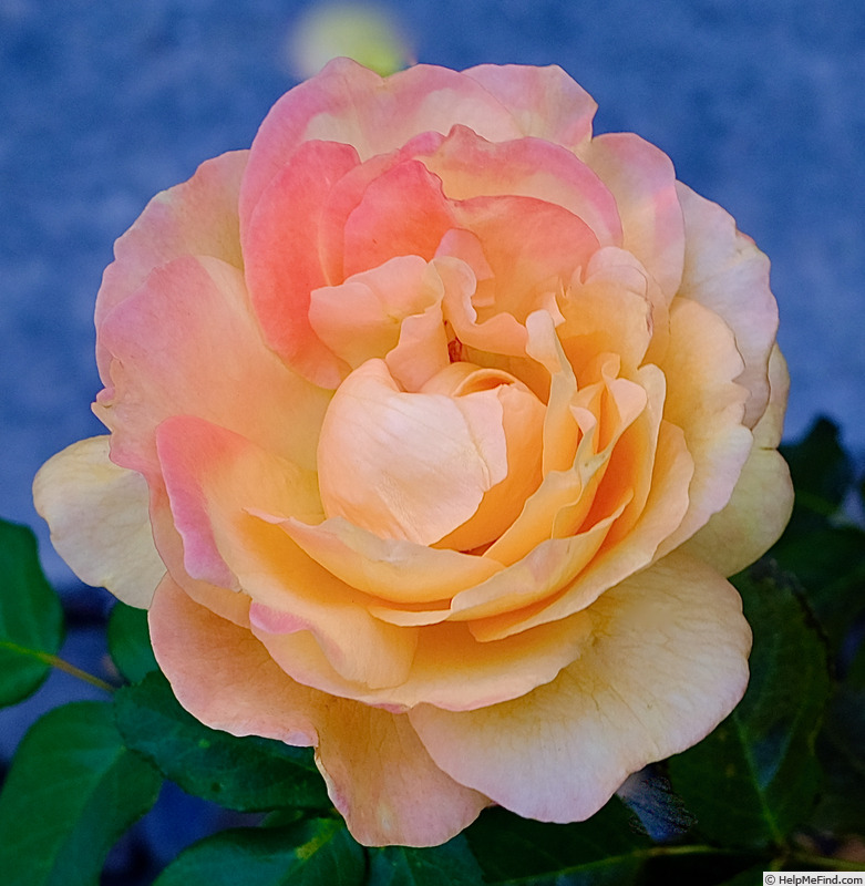 'Diane Loomer' rose photo
