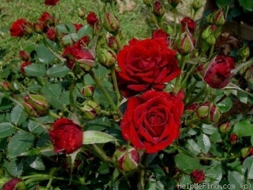 'Salute ™ (miniature, White 1995)' rose photo