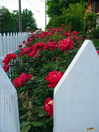 'RADrazz' rose photo