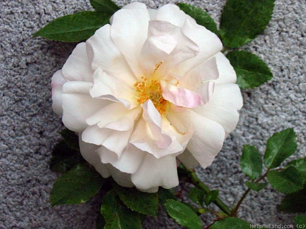 'Hume's Blush Tea-scented China' rose photo