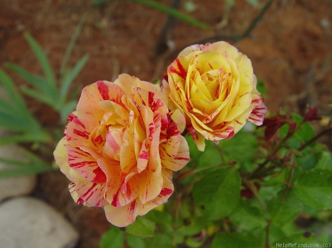 'George Burns ™' rose photo