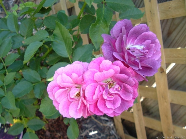 'Midnight Blue ™' rose photo