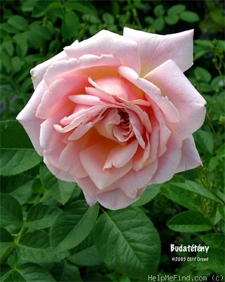 'Budatétény' rose photo