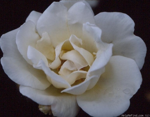 'Beryl (tea, Dickson, 1898)' rose photo