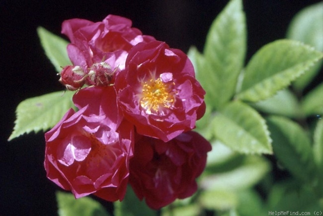 'Bordeaux (hybrid multiflora, Soupert & Notting, 1907)' rose photo