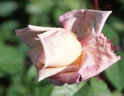 'Abricotée (tea, Flon, 1836)' rose photo