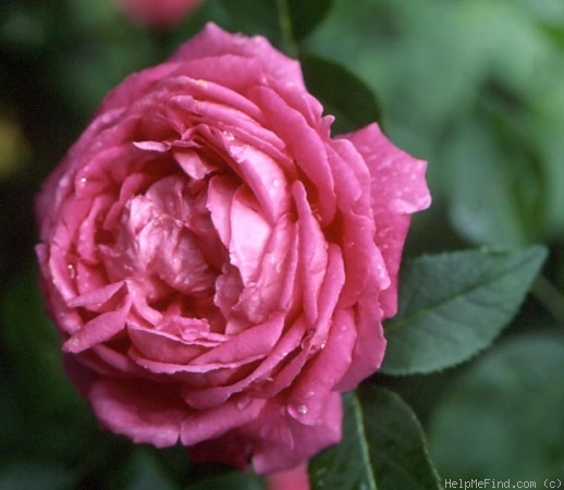 'A. Drawiel' rose photo