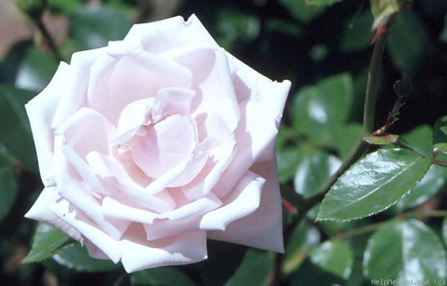 'Aëlita' rose photo