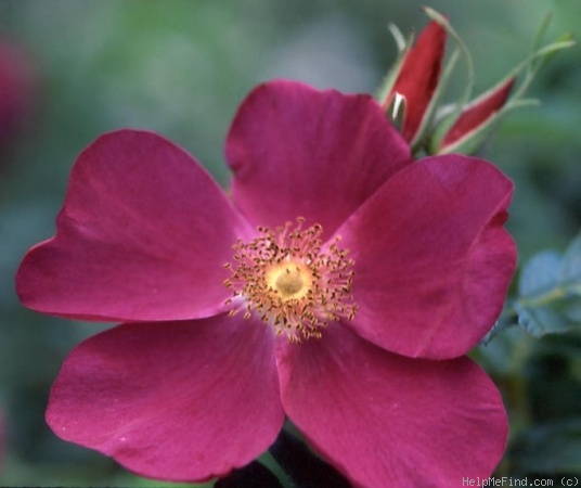 'Ann Endt' rose, click to enlarge 'Ann Endt' rose photo