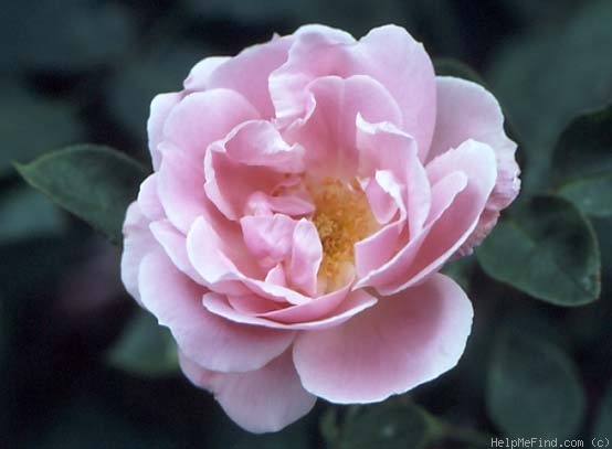 'Astra (hybrid tea, Geschwind, 1890)' rose, click to enlarge 'Astra (hybrid tea, Geschwind, 1890)' rose photo