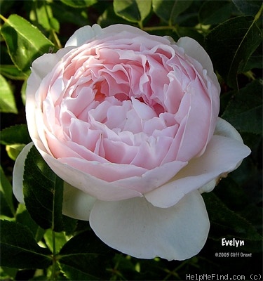 'Evelyn ™ (shrub, Austin, 1991)' rose photo