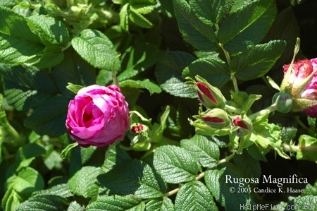 '<i>Rosa rugosa</i> Magnifica' rose photo