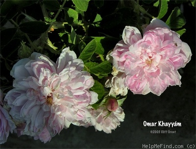 'Omar Khayyám' rose photo