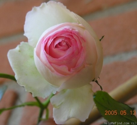 'Pierre de Ronsard ®' rose, click to enlarge 'Pierre de Ronsard ®' rose photo