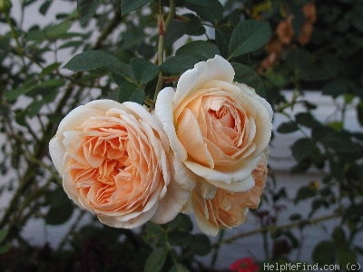 'Teasing Georgia' rose photo