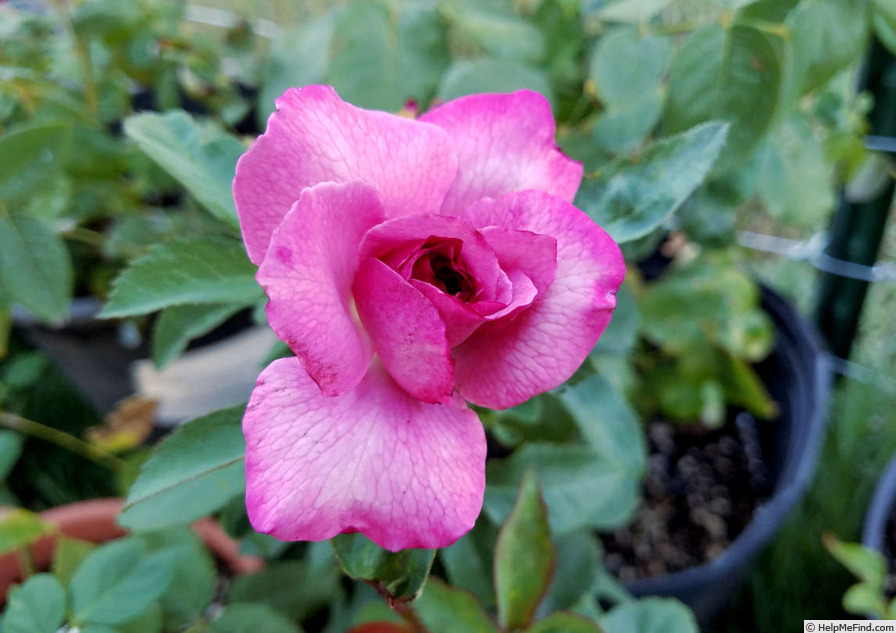 'Fragrant Rhapsody ™' rose photo