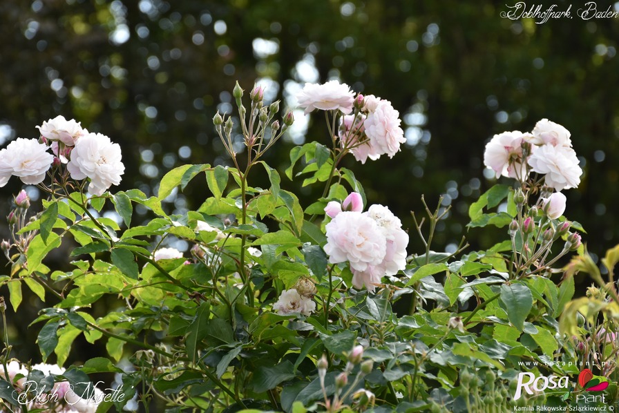 'Blush Noisette' rose photo