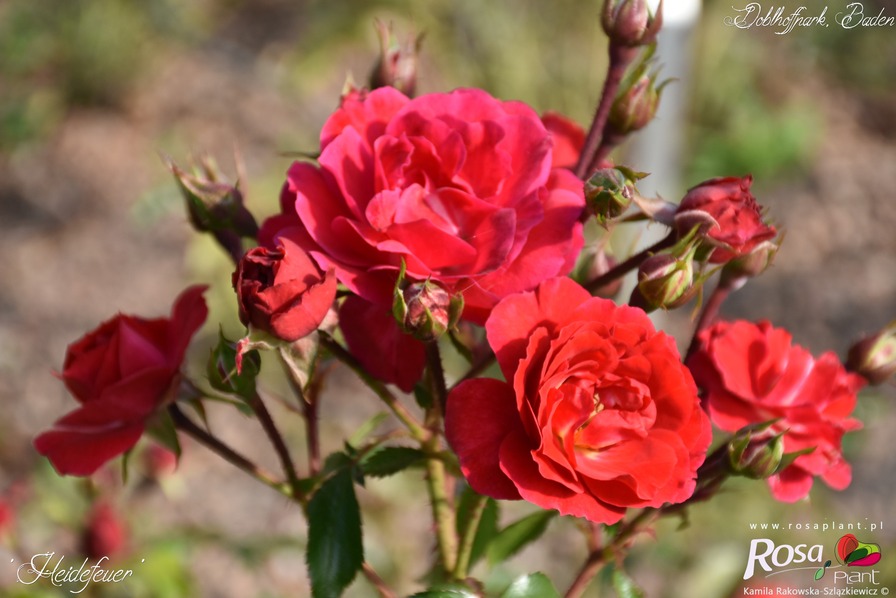 'Heidefeuer' rose photo