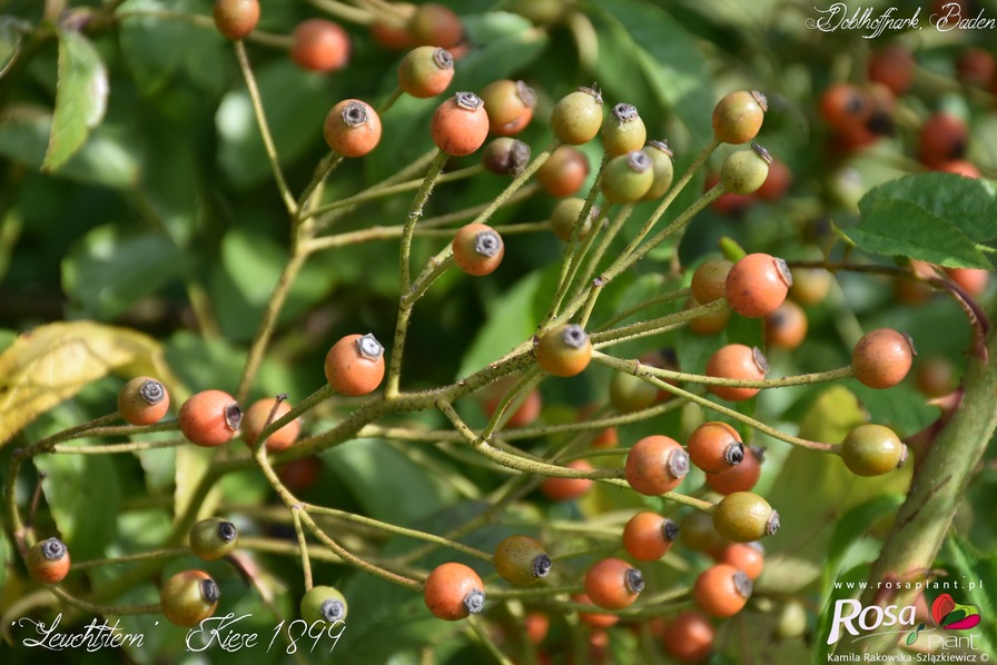 'Leuchtstern' rose, click to enlarge 'Leuchtstern' rose photo