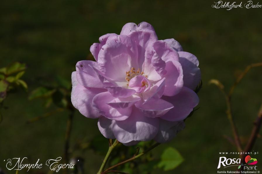 'Nymphe Egeria (hybrid multiflora, Geschwind, 1893)' rose photo