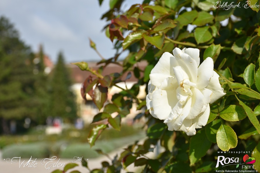 'White Eden ™' rose photo