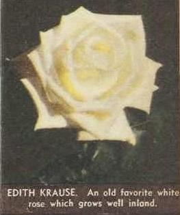 'Edith Krause' rose photo