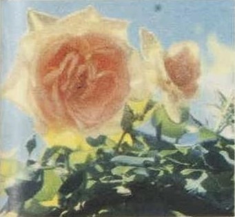 'Maman Cochet (Tea, Cochet, 1892)' rose photo