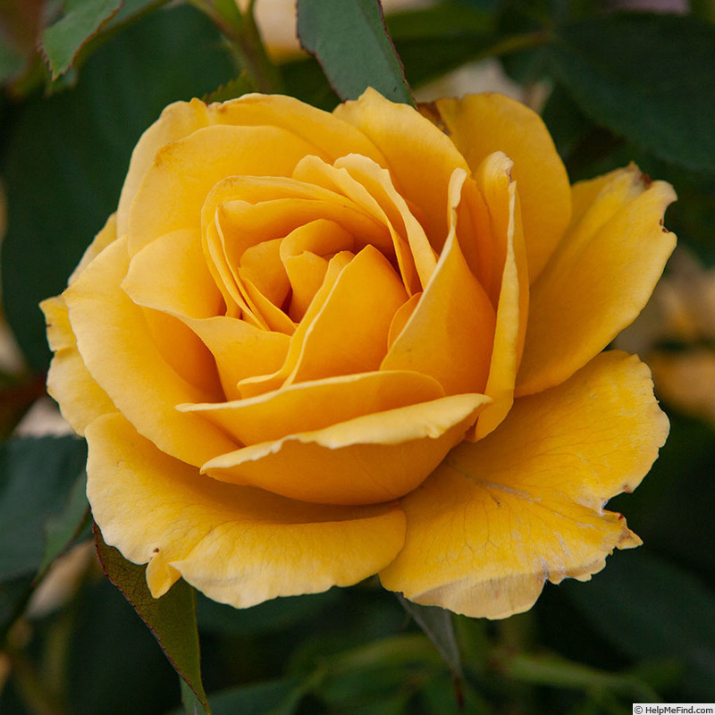 'Alex's Lemonade Stand' rose photo