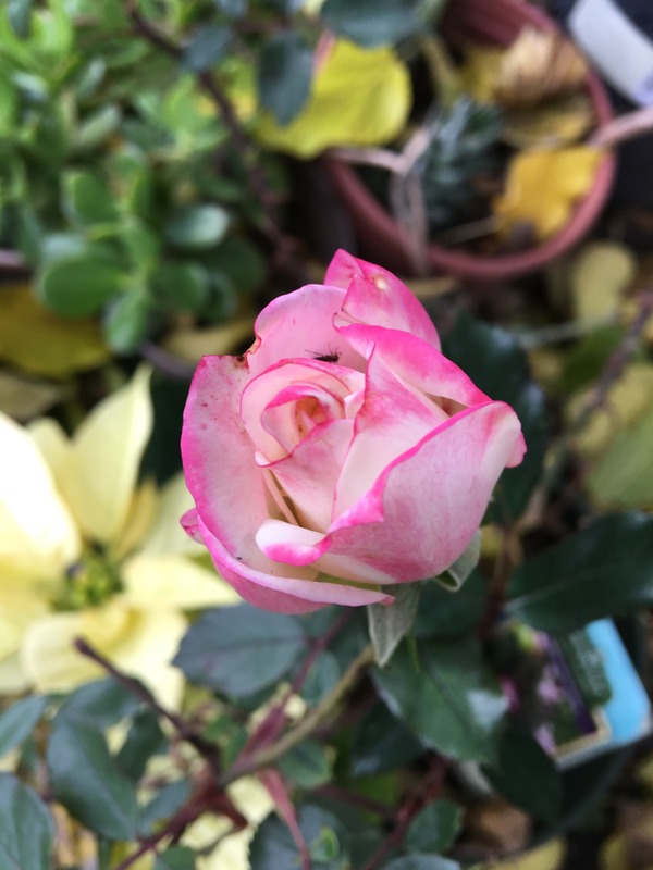 'MEIryezza' rose photo