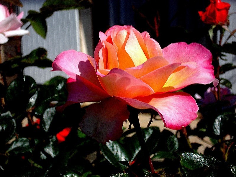'Starion ® (hybrid tea, Dorieux before 1987)' rose, click to enlarge 'Starion ® (hybrid tea, Dorieux before 1987)' rose photo