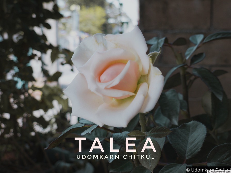 'Talea+' rose photo