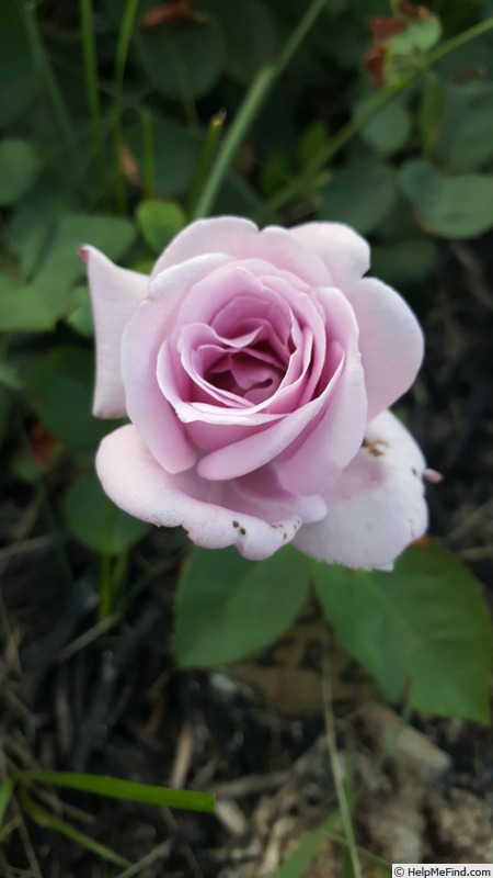 'Blue Girl (hybrid tea, Kordes, 1964)' rose photo