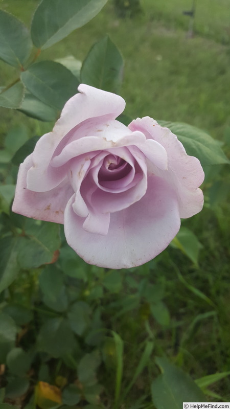 'Blue Girl (hybrid tea, Kordes, 1964)' rose, click to enlarge 'Blue Girl (hybrid tea, Kordes, 1964)' rose photo