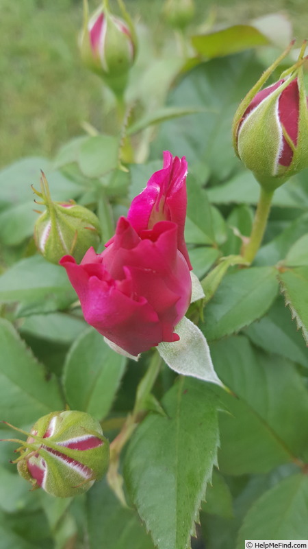 'Celestial Night ™' rose photo